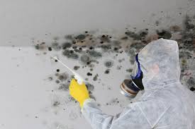 Best Environmental Consulting for Mold Prevention  in Bithlo, FL